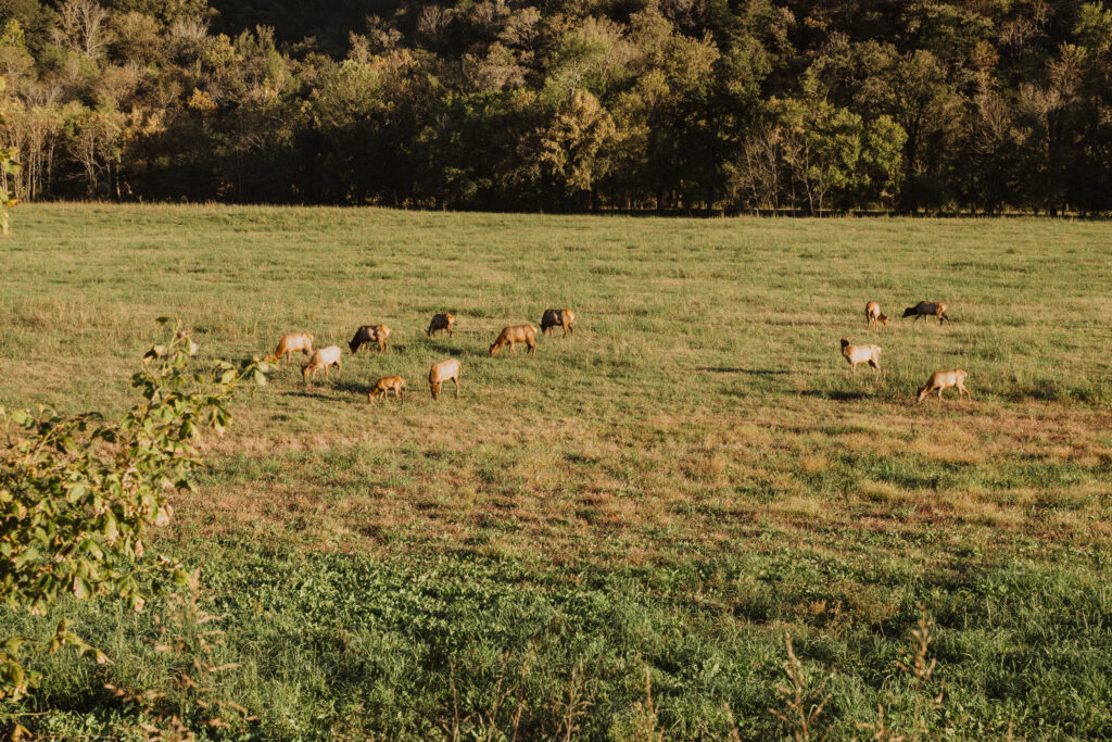 A herd of Elk near the river, one of the best places to elope in Arkansas. 