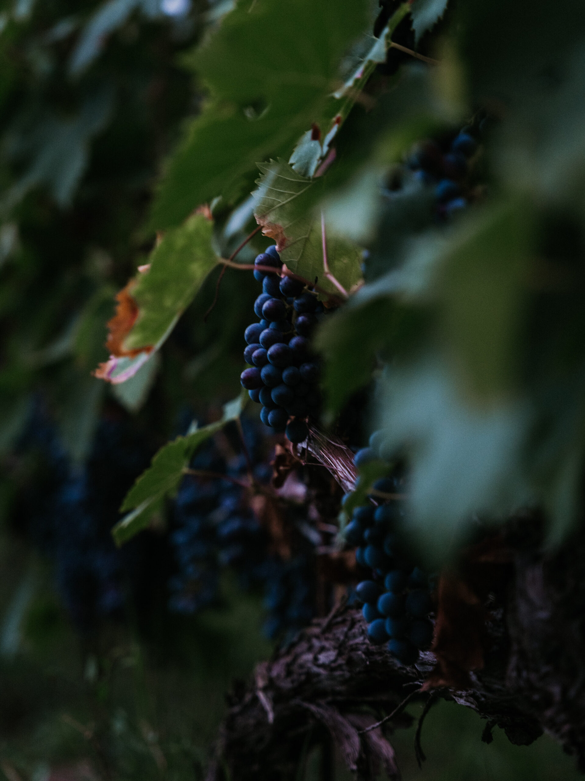 Grape vine in Tuscany region, Italy. 